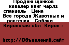 Продаю щенков кавалер кинг чарлз спаниель › Цена ­ 40 000 - Все города Животные и растения » Собаки   . Кировская обл.,Киров г.